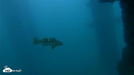 Scripps Pier Underwater Live Webcam - Sep 29, 2026, 6:34pm PDT