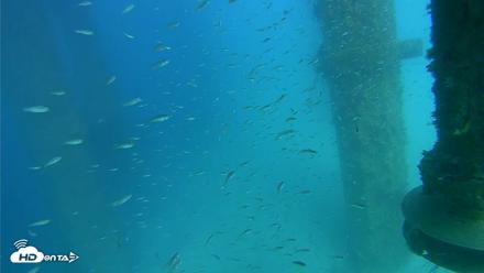 Scripps Pier Underwater Live Webcam - Aug 7, 2026, 4:00pm PDT