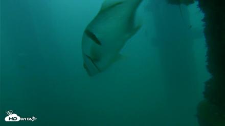 Scripps Pier Underwater Live Webcam - Oct 11, 2026, 7:07am PDT
