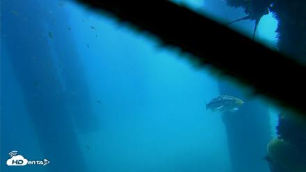 Scripps Pier Underwater Live Webcam - Oct 9, 2026, 12:25pm PDT