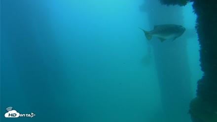 Scripps Pier Underwater Live Webcam - Oct 2, 2026, 3:27pm PDT