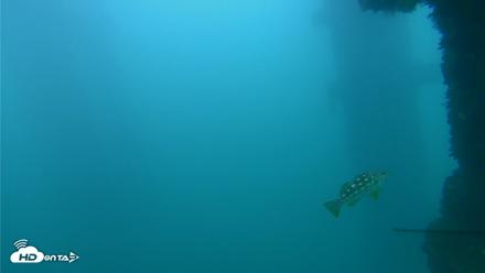 Scripps Pier Underwater Live Webcam - Sep 29, 2026, 6:09pm PDT