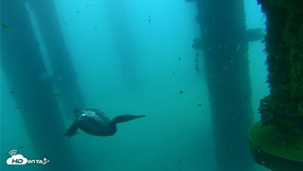 Scripps Pier Underwater Live Webcam - Aug 27, 2026, 7:42am PDT