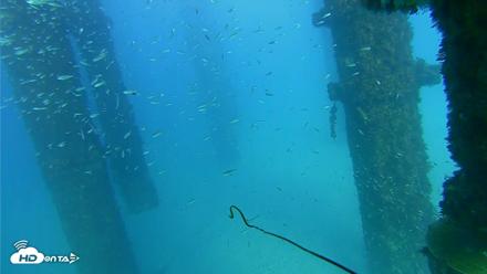 Scripps Pier Underwater Live Webcam - Oct 7, 2026, 4:42pm PDT