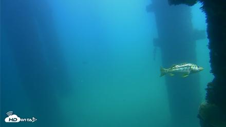 Scripps Pier Underwater Live Webcam - Sep 22, 2026, 12:59pm PDT