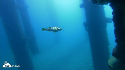 Scripps Pier Underwater Live Webcam - Oct 21, 2026, 10:05am PDT