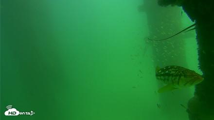 Scripps Pier Underwater Live Webcam - Sep 18, 2026, 2:56pm PDT