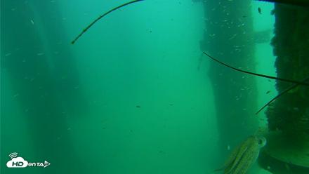 Scripps Pier Underwater Live Webcam - Aug 14, 2026, 2:40pm PDT