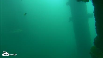 Scripps Pier Underwater Live Webcam - Oct 11, 2026, 11:53am PDT