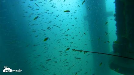 Scripps Pier Underwater Live Webcam - Aug 10, 2026, 10:38am PDT