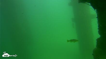 Scripps Pier Underwater Live Webcam - Sep 18, 2026, 2:52pm PDT