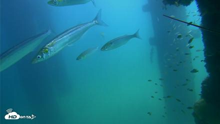 Scripps Pier Underwater Live Webcam - Sep 22, 2026, 1:05pm PDT