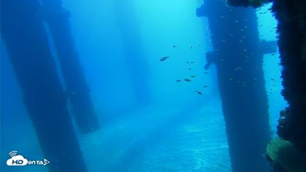 Scripps Pier Underwater Live Webcam - Oct 5, 2026, 10:46am PDT