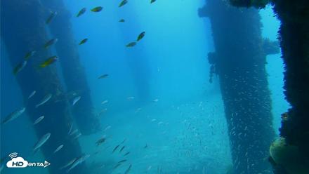 Scripps Pier Underwater Live Webcam - Oct 6, 2026, 12:11pm PDT