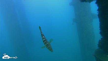 Scripps Pier Underwater Live Webcam - Oct 13, 2026, 5:19pm PDT