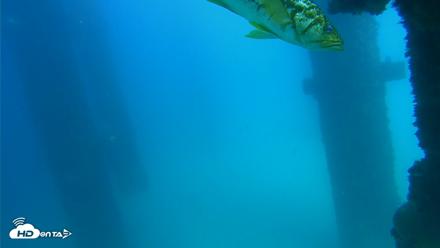 Scripps Pier Underwater Live Webcam - Sep 16, 2026, 2:53pm PDT