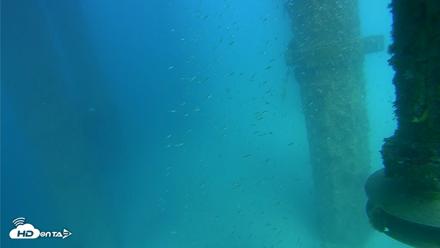 Scripps Pier Underwater Live Webcam - Aug 7, 2026, 3:45pm PDT