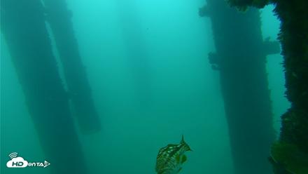 Scripps Pier Underwater Live Webcam - Sep 27, 2026, 7:56am PDT