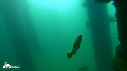 Scripps Pier Underwater Live Webcam - Sep 23, 2026, 9:34am PDT