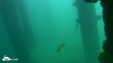 Scripps Pier Underwater Live Webcam - Oct 8, 2026, 12:14pm PDT