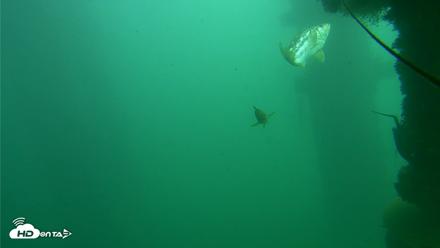 Scripps Pier Underwater Live Webcam - Oct 23, 2026, 1:04pm PDT