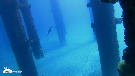 Scripps Pier Underwater Live Webcam - Oct 7, 2026, 11:33am PDT