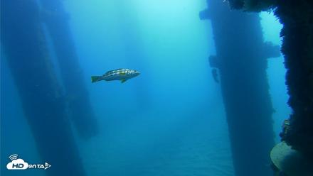 Scripps Pier Underwater Live Webcam - Oct 21, 2026, 10:05am PDT