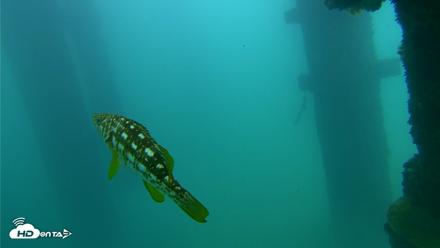 Scripps Pier Underwater Live Webcam - Sep 23, 2026, 3:28pm PDT