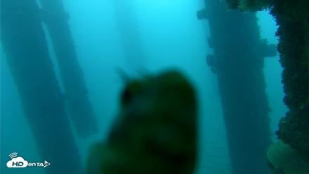Scripps Pier Underwater Live Webcam - Oct 21, 2026, 7:24am PDT