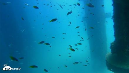 Scripps Pier Underwater Live Webcam - Aug 25, 2026, 1:03pm PDT