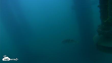 Scripps Pier Underwater Live Webcam - Jul 15, 2026, 5:53am PDT