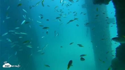 Scripps Pier Underwater Live Webcam - Sep 17, 2026, 2:50pm PDT