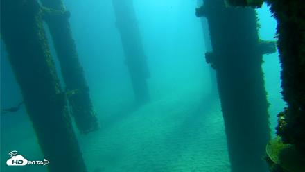 Scripps Pier Underwater Live Webcam - Oct 7, 2026, 10:00am PDT