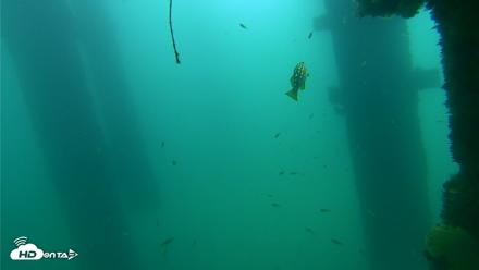 Scripps Pier Underwater Live Webcam - Sep 18, 2026, 10:47am PDT