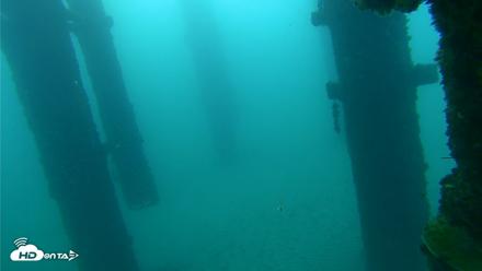 Scripps Pier Underwater Live Webcam - Sep 26, 2026, 7:12am PDT