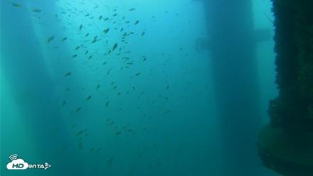 Scripps Pier Underwater Live Webcam - Aug 31, 2026, 8:05am PDT
