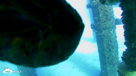Scripps Pier Underwater Live Webcam - Oct 18, 2026, 4:35pm PDT