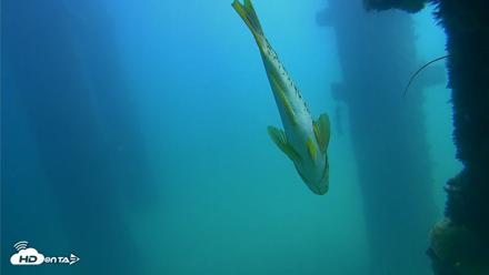 Scripps Pier Underwater Live Webcam - Sep 22, 2026, 12:47pm PDT