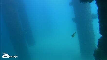 Scripps Pier Underwater Live Webcam - Sep 22, 2026, 2:06pm PDT
