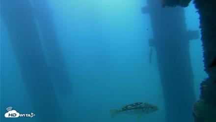 Scripps Pier Underwater Live Webcam - Sep 16, 2026, 7:38am PDT