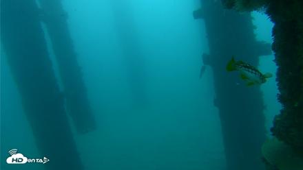 Scripps Pier Underwater Live Webcam - Oct 21, 2026, 7:17am PDT