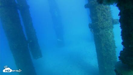 Scripps Pier Underwater Live Webcam - Oct 19, 2026, 4:32pm PDT