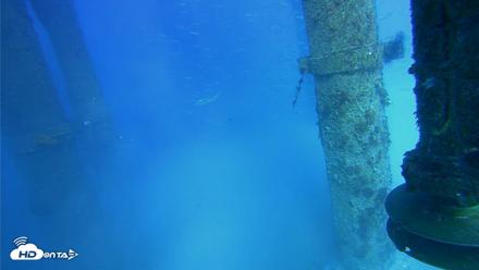 Scripps Pier Underwater Live Webcam - Jul 29, 2026, 5:18pm PDT