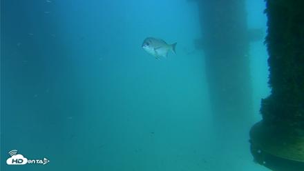Scripps Pier Underwater Live Webcam - Aug 26, 2026, 3:08pm PDT