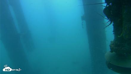 Scripps Pier Underwater Live Webcam - Jul 31, 2026, 9:40am PDT