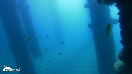 Scripps Pier Underwater Live Webcam - Oct 21, 2026, 10:04am PDT