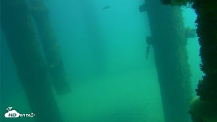 Scripps Pier Underwater Live Webcam - Oct 16, 2026, 1:03pm PDT