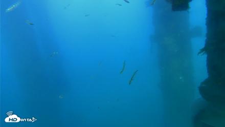Scripps Pier Underwater Live Webcam - Apr 13, 2026, 6:22pm PDT