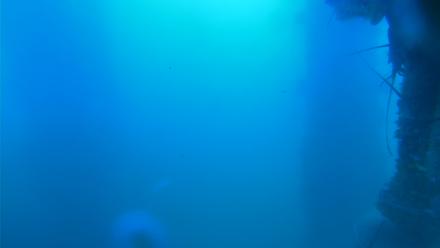 Scripps Pier Underwater Live Webcam - Jul 29, 2025, 10:19am PDT