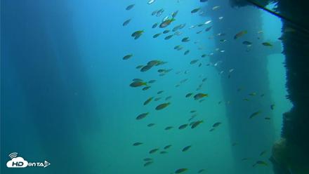 Scripps Pier Underwater Live Webcam - Sep 22, 2026, 1:06pm PDT
